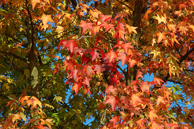 Haralds Garten Amerikanischer Amberbaum